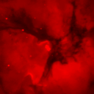 [IMAGE: narrow-band
H-alpha image of M20]